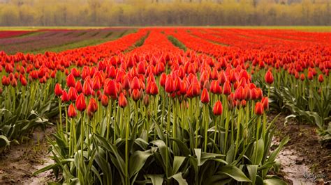 4k Uhd Agassiz Tulip Festival British Columbia Canada Pictures Of