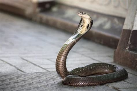 Do Snakes Have Tails Everything To Know