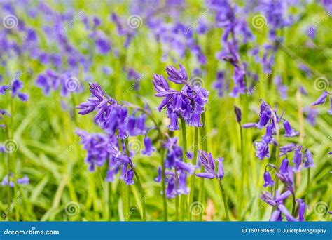 Beautiful Bluebells In The Forest Of Scotland Stock Photo Image Of