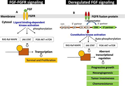 Targeting Fgfr Inhibition In Cholangiocarcinoma Cancer Treatment Reviews