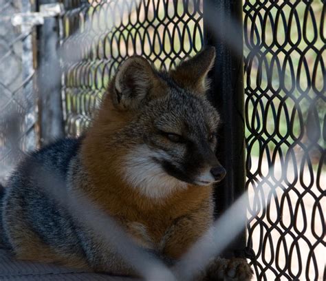 Gray Fox Fur Farm Rescue 3 By Hotwiar On Deviantart