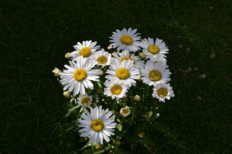 Papatya Papatyalar Çiçek · Pixabayde ücretsiz Fotoğraf