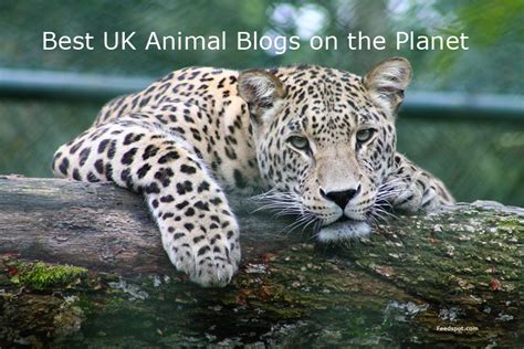 10 Best Uk Animal Blogs And Websites To Follow In 2023