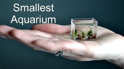 Worlds Smallest Aquarium With Fish Самый маленький аквариум в мире