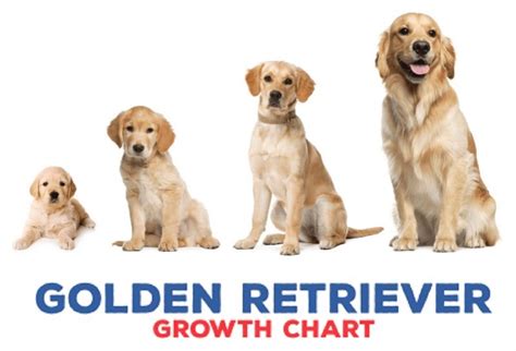 Raising Your Golden Retriever Puppy To Adulthood Weight Growth Chart