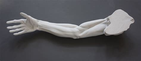 Male Anatomical Arm Sculpture For Sale Item 153 Caproni Collection