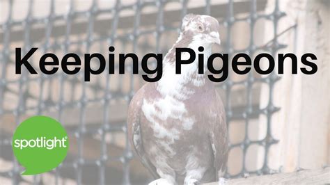 Keeping Pigeons Practice English With Spotlight Youtube