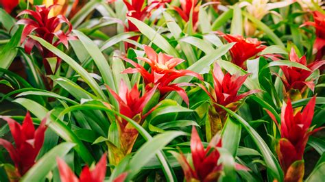 Bromeliads Growing And Caring Tips Garden Products