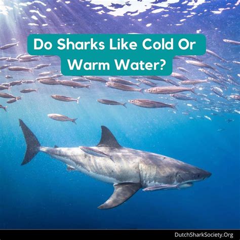 do sharks like cold or warm water dutch shark society