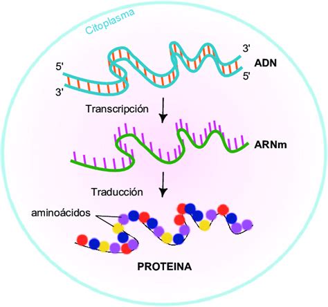 Dogma Central De La Biología De Adn A Arn Mensajero A Proteína