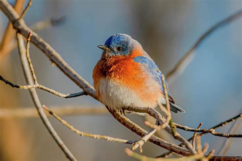 Eastern Bluebird In Winter Photograph By Morris Finkelstein Pixels