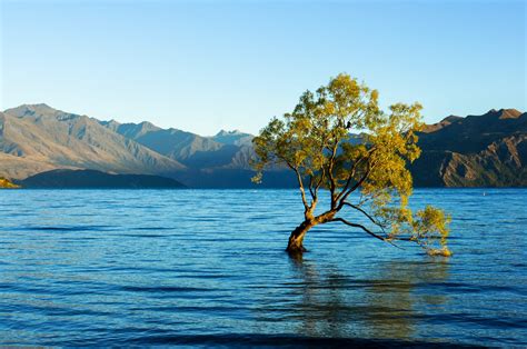 Wanaka Tree The Most Famous Tree In New Zealand Qeeq Blog