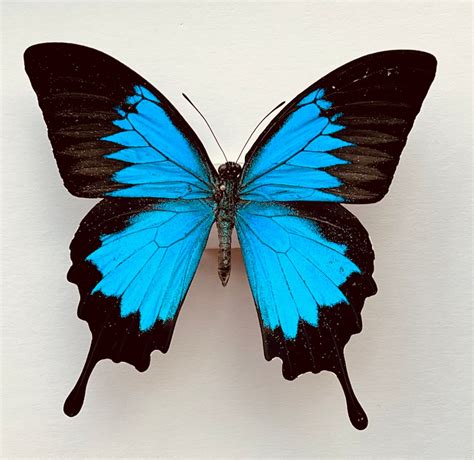 Blue Iridescent Butterfly Papilio Ulysses Etsy