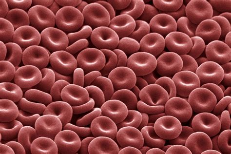 Red Blood Cells Function And Structure