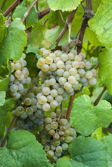 White Wine Grapes Stock Photo Image Of Europe Agriculture 32836258