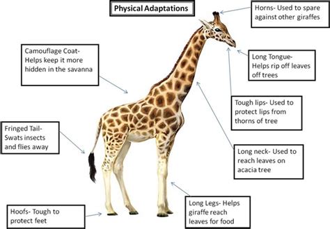 Adaptions Of Giraffe Giraffe