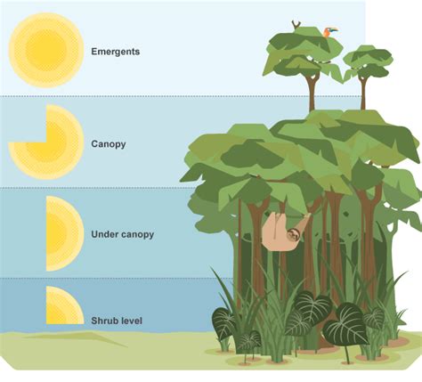 Tropical Forest Ecosystem Diagram Printable Diagram Forest Images And