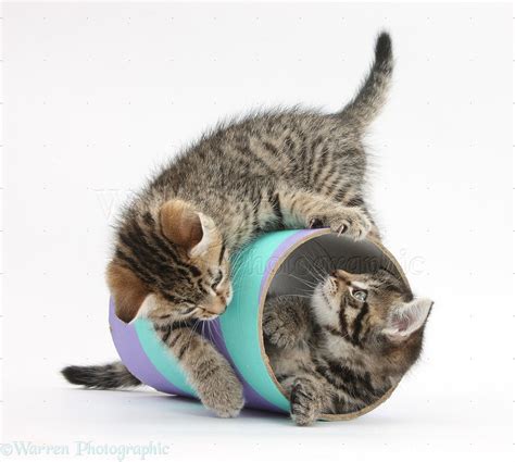 Two Cute Tabby Kittens Playing With A Tube Photo Wp35635