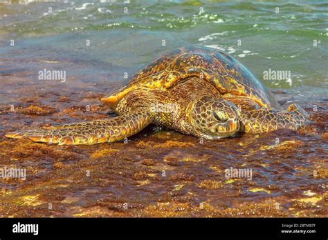 La tortue de mer hawaïenne ou la tortue de mer verte se trouve sur la