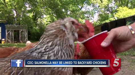 Cdc Backyard Chickens Likely Cause Of Salmonella Outbreaks