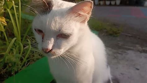 Kucing Lucu Kucing Berantem Kucing Meong Meong Kucing Garong Youtube