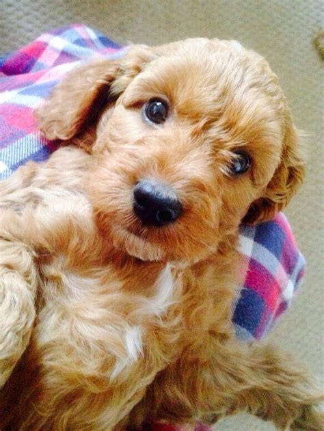 Teddy The Cockapoo Age Weeks Colour Apricot Yorkshire Terrier