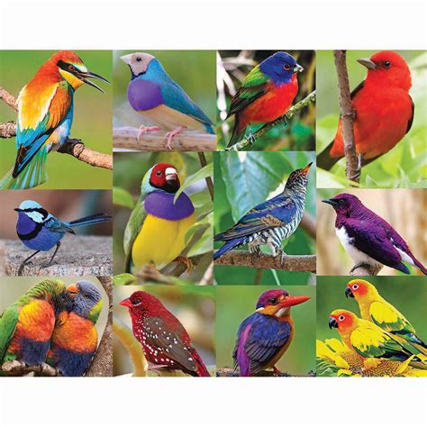 Springbok Birds Of Paradise Jigsaw Puzzle