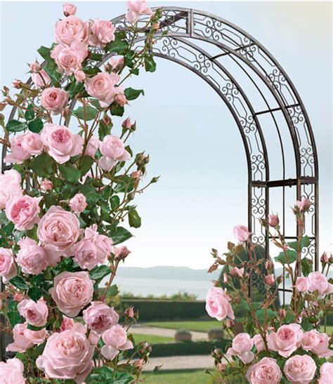 Kletter Rose Nahéma 1a Rosenpflanzen Bestellen Baldur Garten