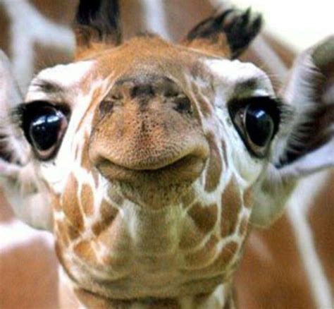 Funny Angle Giraffe Reaction Animals Cute Animals Baby Animals