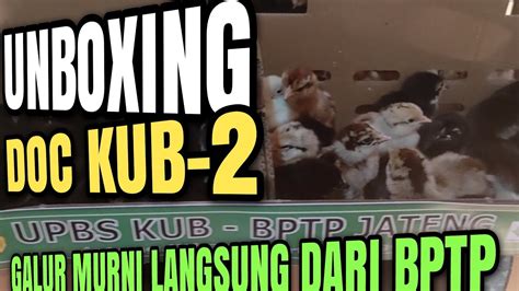 Unboxing Doc Kub 2 Janaka Galur Murni Dari Bptp Jawa Tengah Youtube