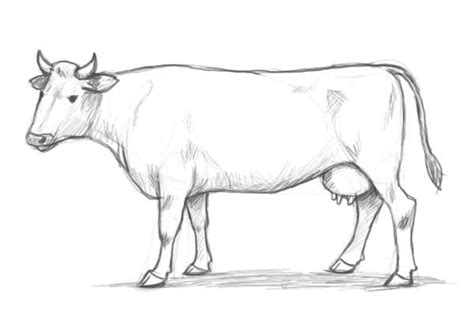 Learn How To Draw A Cow Step By Step With This New Tutorial Of The