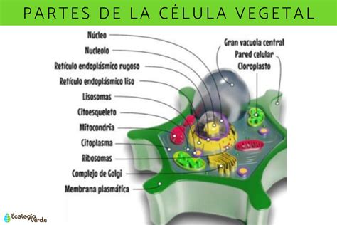 Partes De La CÉlula Vegetal Y Sus Funciones ¡resumen Con Esquemas