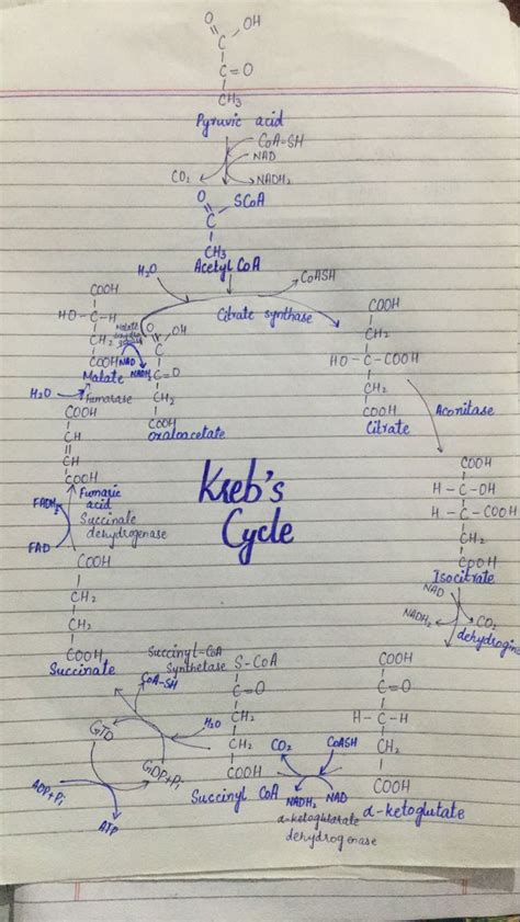 Krebs Cycle In 2023 Biology Facts Science Notes Biology Notes