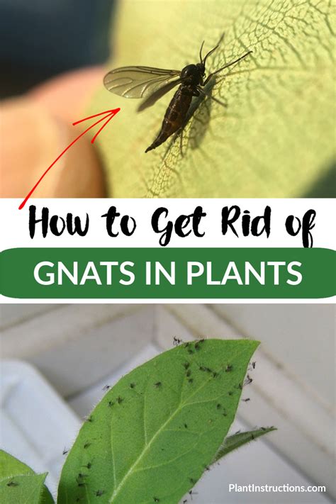 Best Way To Get Rid Of Gnats In Backyard Stowoh