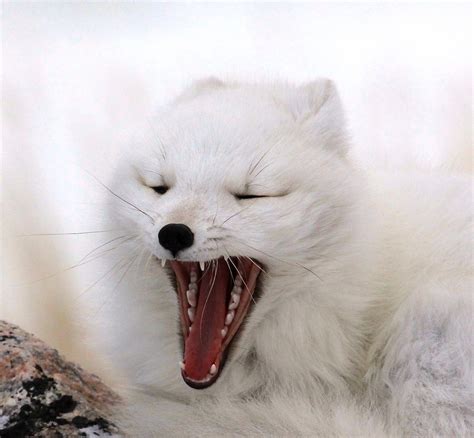 Arctic Fox The Yawn