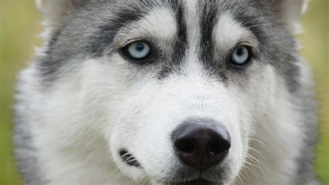 Gratis Afbeeldingen Wolf Gewerveld Sleehond Siberische Husky