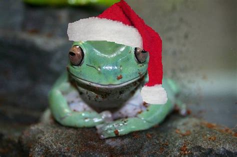 Christmas Frog Frog Christmas Funny