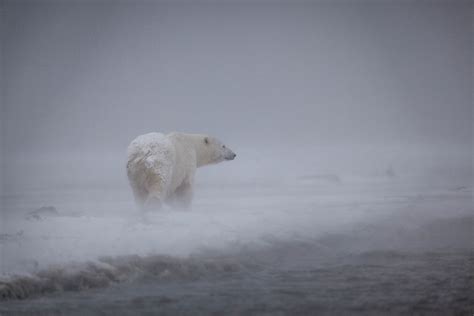 Polar Bears Huddle Together During Fierce Blizzard Fondsfinans