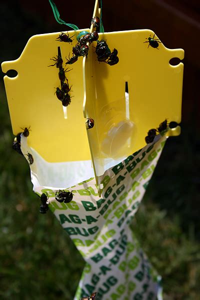 Do Those Bag A Bug Japanese Beetle Traps Really Work The Household