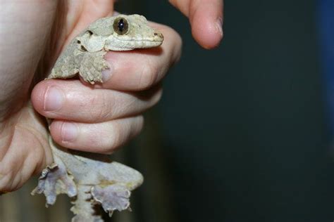 A Person Holding A Small Gecko In Their Hand