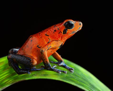 Red Poison Dart Frog Photograph By Dirk Ercken Fine Art America