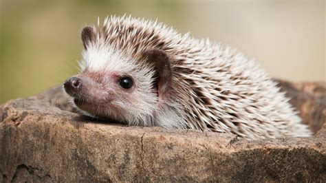 Cute Hedgehog Wallpapers Top Free Cute Hedgehog Backgrounds