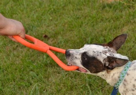 4 Best Tug Toys To Play Tug Of War With Your Dog 28 Tested Dog Lab