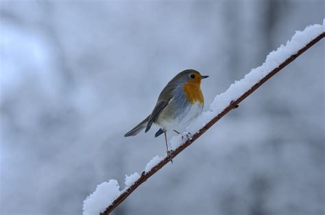 Images Gratuites La Nature Branche Neige Du Froid Hiver Aile