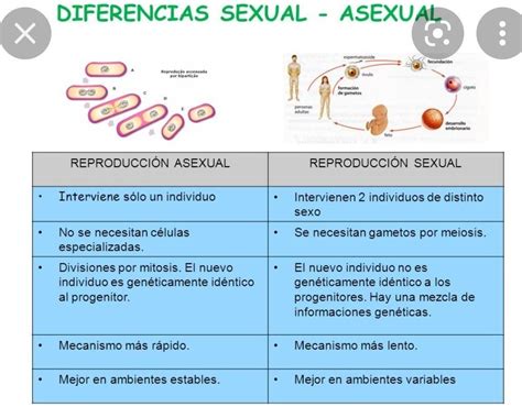 Semejanzas Y Diferencias Entre La Reproducci N Sexual Y La Asexual