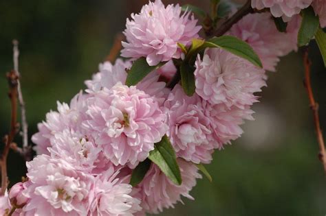 Specimens grow to 15 feet (4.6 m.) in height with a spread of 30 feet (9.1 m.). DWARF FLOWERING ALMOND Prunus glandulosa As the name ...