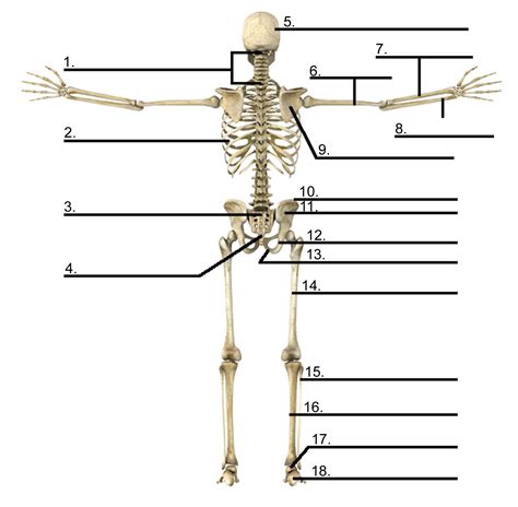 Labeling a long bone diagram diagram of human skeleton for students. 31 Label The Long Bone - Labels Database 2020