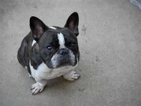 Black and white french bulldog. A Brindle French Bulldog Puppy, Standing Curiously ...