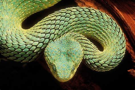 Five True Viper Snake Species Reptiles Magazine