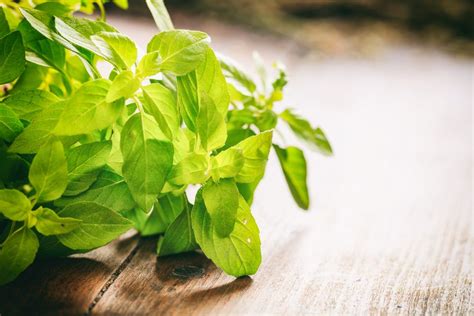Basil Herb Health Benefits Nutrition Facts Side Effects And Recipes